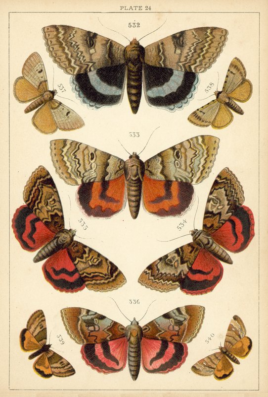Tallerken fra vort lands sommerfugle og møl (chromolitho) af English School