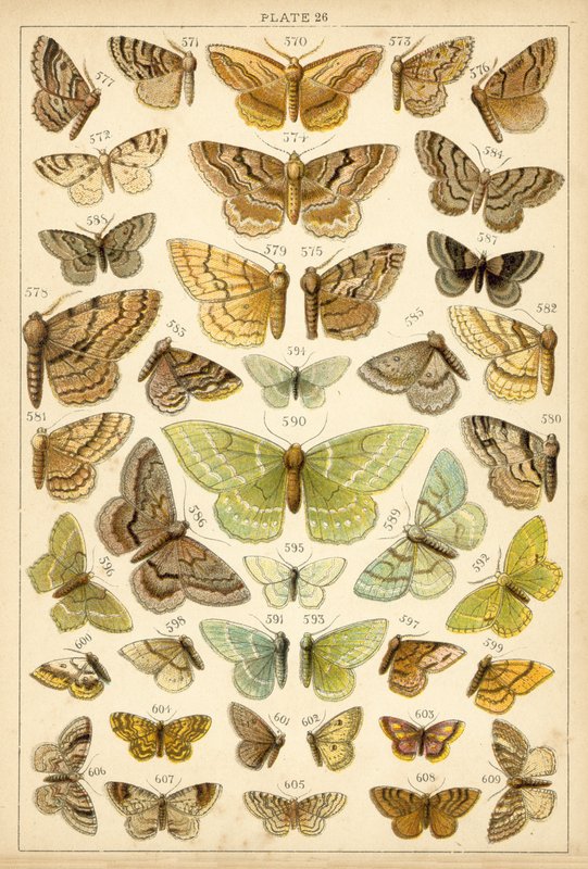 Tallerken fra vort lands sommerfugle og møl (chromolitho) af English School