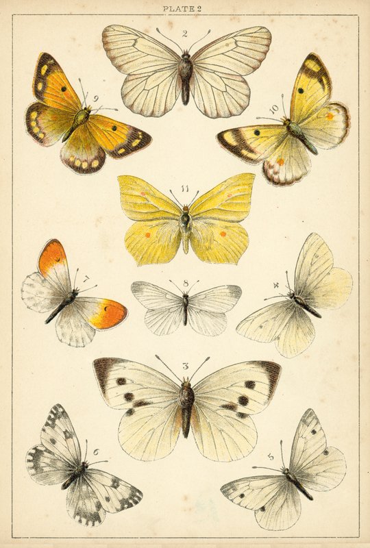 Tallerken fra vort lands sommerfugle og møl (chromolitho) af English School