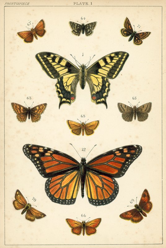 Tallerken fra vort lands sommerfugle og møl (chromolitho) af English School