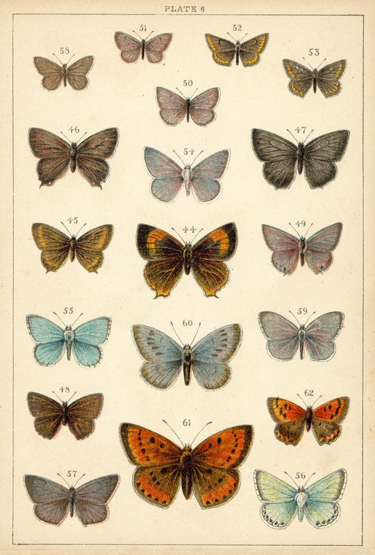 Tallerken fra vort lands sommerfugle og møl (chromolitho) af English School