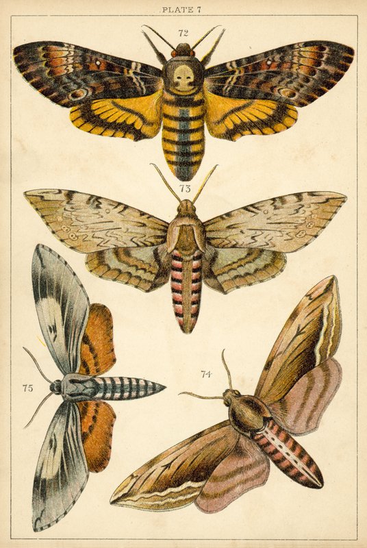 Tallerken fra vort lands sommerfugle og møl (chromolitho) af English School