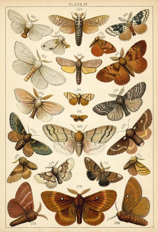 Tallerken fra vort lands sommerfugle og møl (chromolitho) af English School