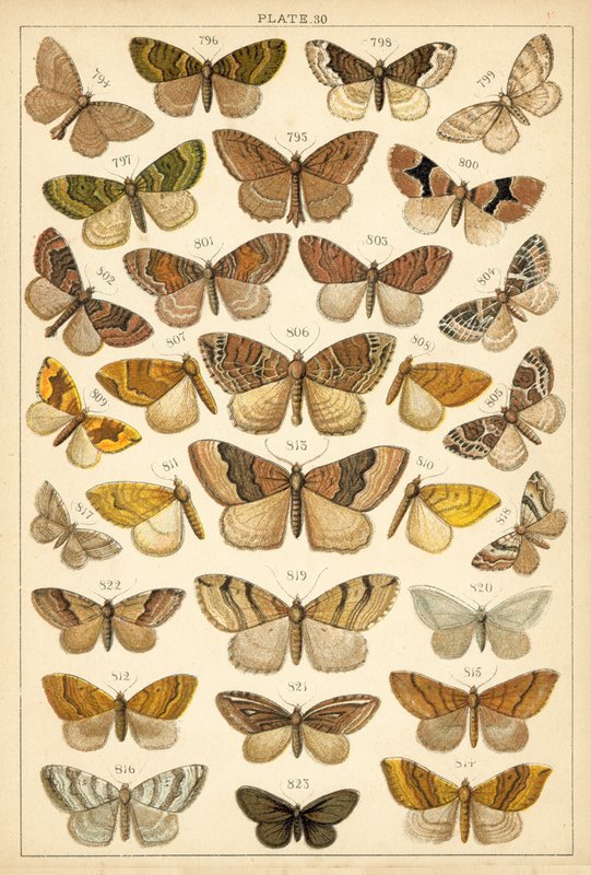 Tallerken fra vort lands sommerfugle og møl (chromolitho) af English School