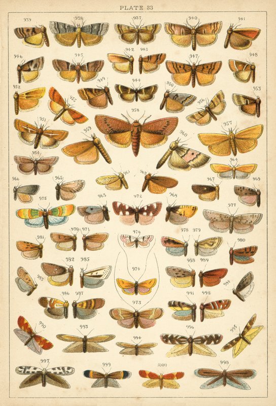 Tallerken fra vort lands sommerfugle og møl (chromolitho) af English School