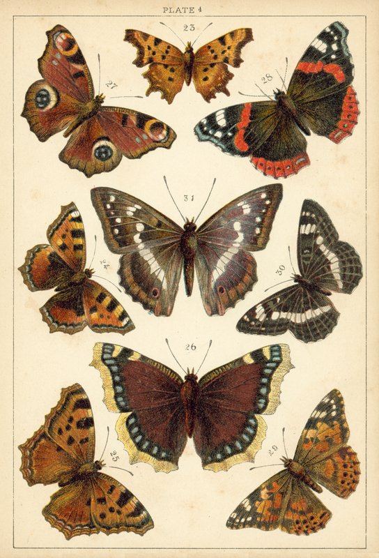 Tallerken fra vort lands sommerfugle og møl (chromolitho) af English School