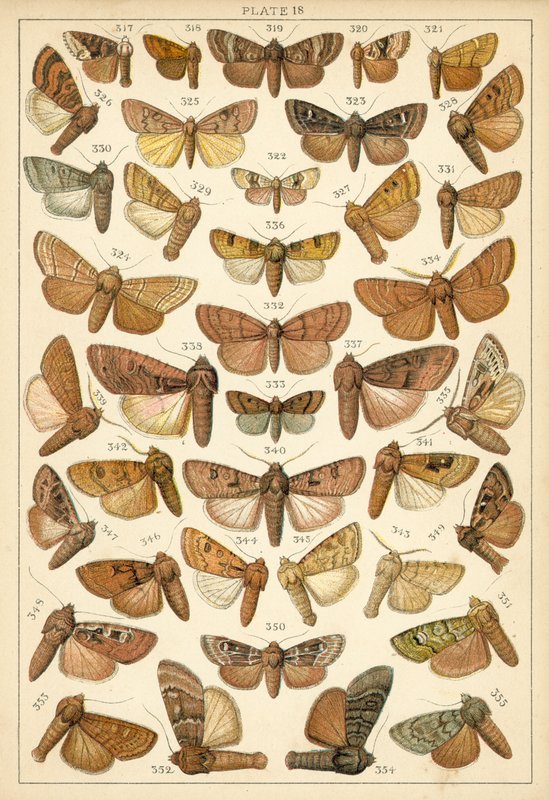 Tallerken fra vort lands sommerfugle og møl (chromolitho) af English School