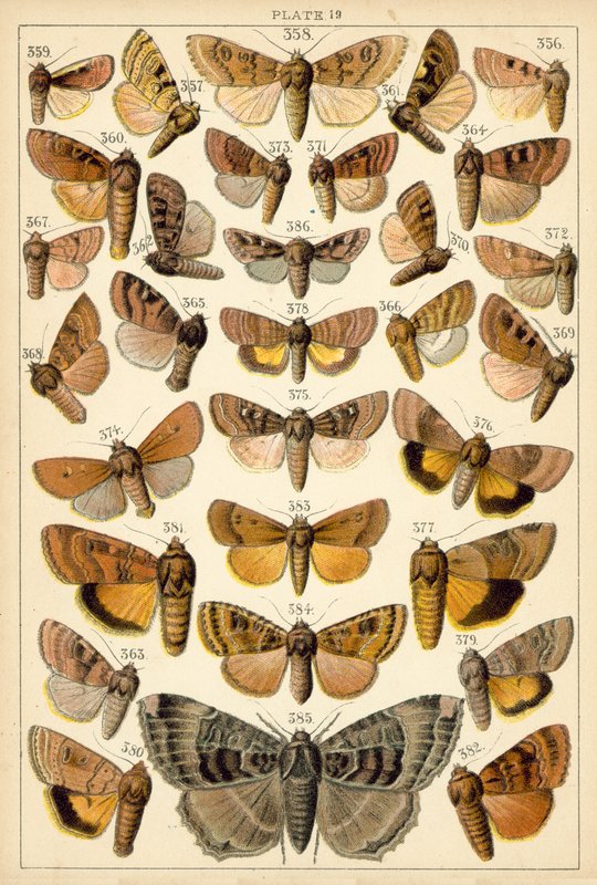 Tallerken fra vort lands sommerfugle og møl (chromolitho) af English School