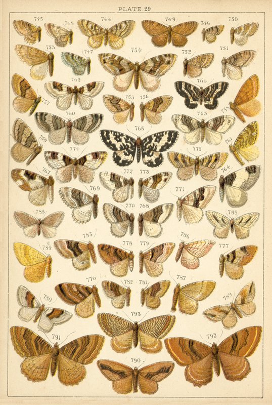 Tallerken fra vort lands sommerfugle og møl (chromolitho) af English School