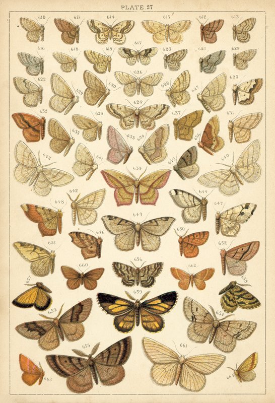Tallerken fra vort lands sommerfugle og møl (chromolitho) af English School