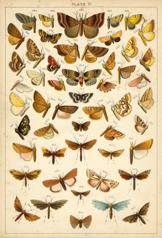 Tallerken fra vort lands sommerfugle og møl (chromolitho) af English School