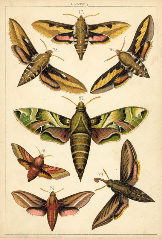 Tallerken fra vort lands sommerfugle og møl (chromolitho) af English School