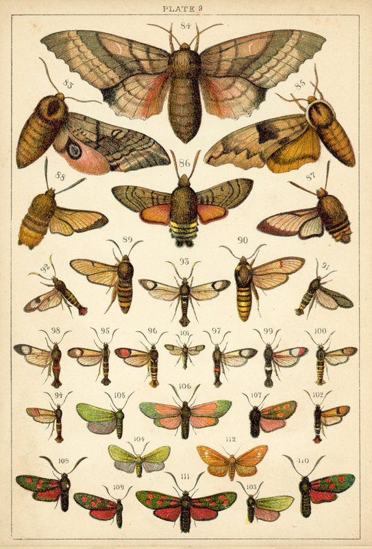 Tallerken fra vort lands sommerfugle og møl (chromolitho) af English School
