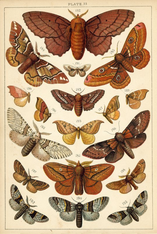 Tallerken fra vort lands sommerfugle og møl (chromolitho) af English School