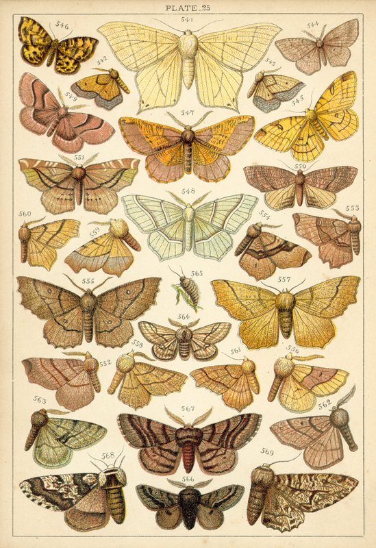 Tallerken fra vort lands sommerfugle og møl (chromolitho) af English School