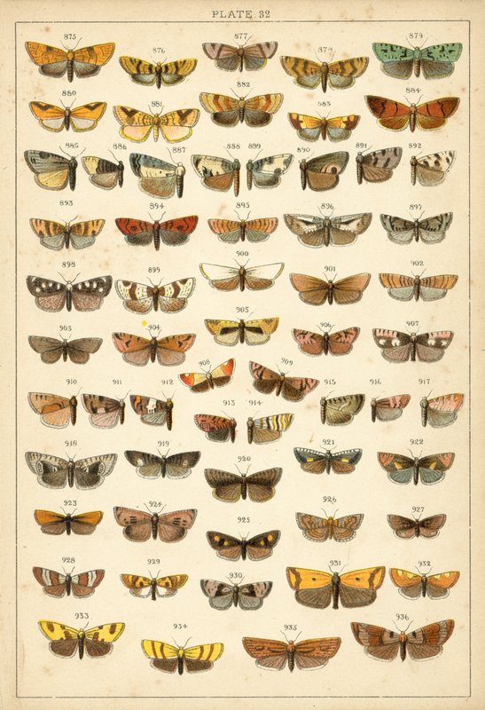 Tallerken fra vort lands sommerfugle og møl (chromolitho) af English School