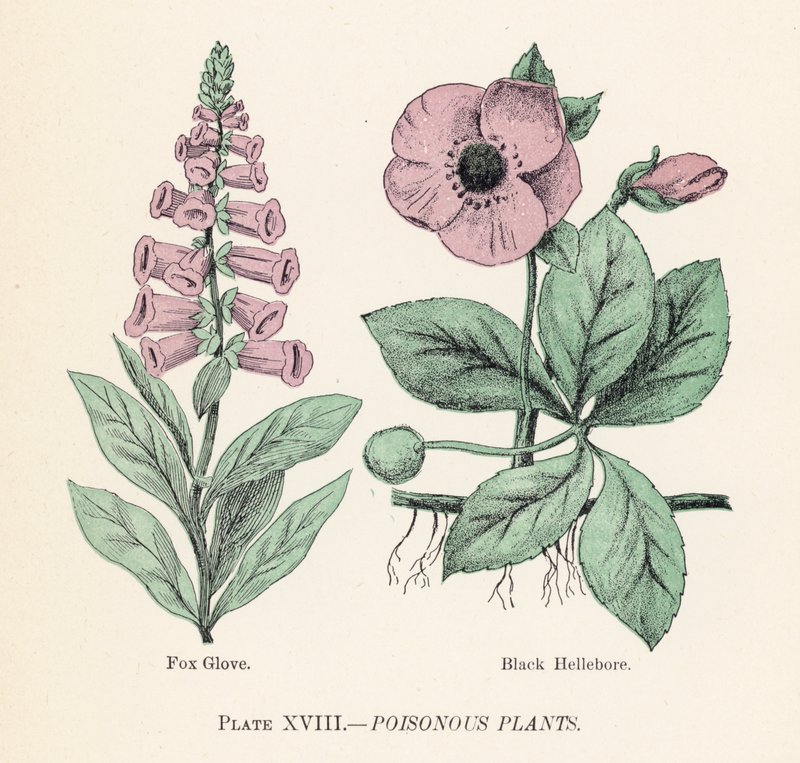 Giftige planter (farve litho) af English School