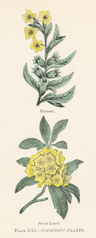 Giftige planter (farve litho) af English School