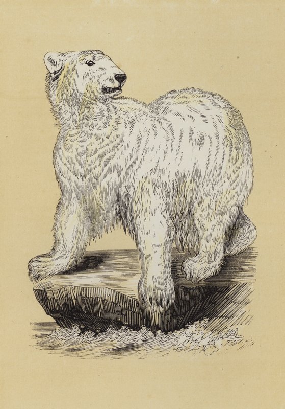 Isbjørn (farve litho) af English School