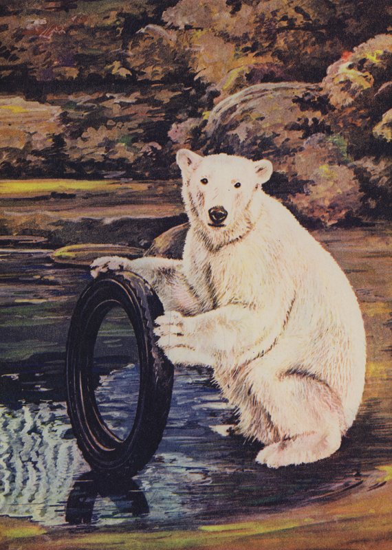 Polar bear playing with a tire in the zoodani af English School
