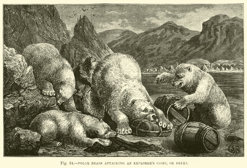 Polar bears attacking an explorers cache, or depot  af English School