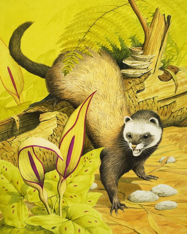 Polecat af English School