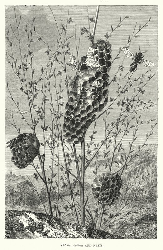 Polistes gallica og reder (kobberstik) af English School