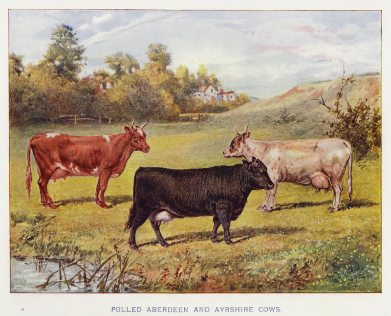 Polled Aberdeen and Ayrshire Cowsdani af English School