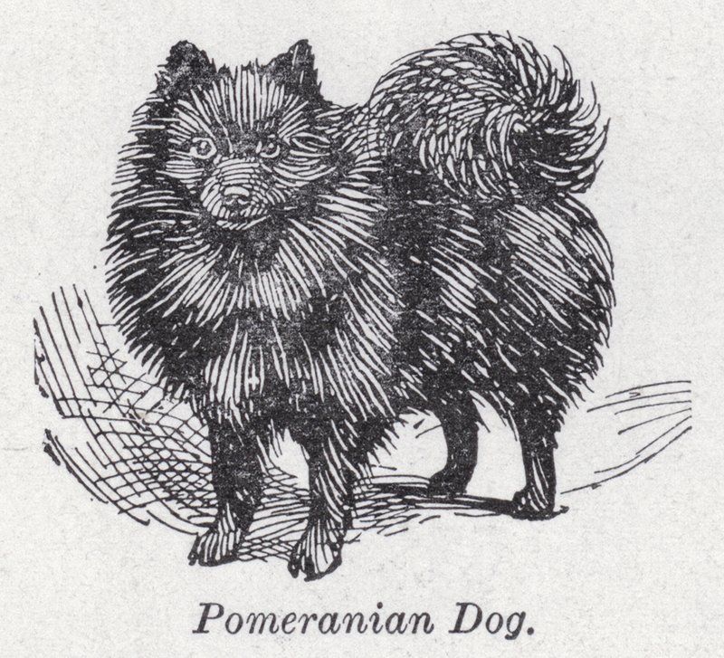 Pomeranian hund (litho) af English School
