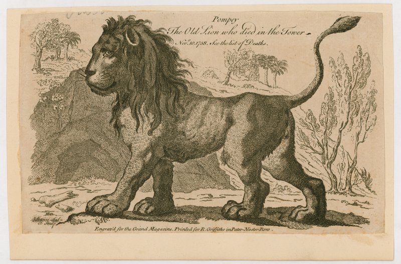 Pompey, den mest populære løve i Tower of London. 1758 af English School