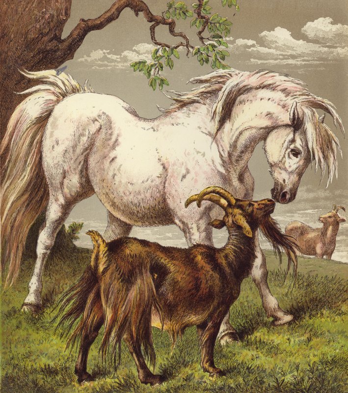 Pony og geder (farve litho) af English School