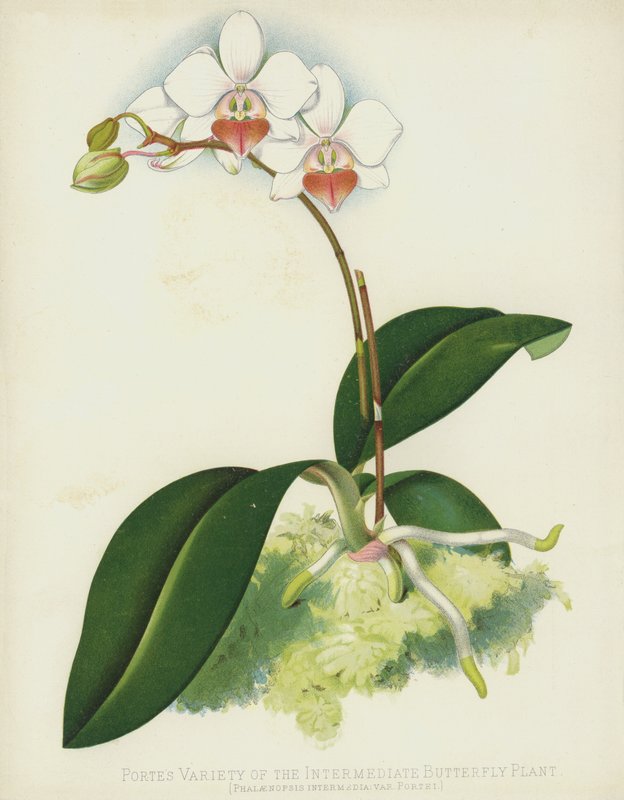 Portes-sort af den mellemliggende sommerfugleplante, Phalaenopsis Intermedia, var Portei af English School