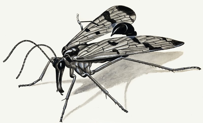 Fortidens rovdyr (Scorpion Fly) af English School