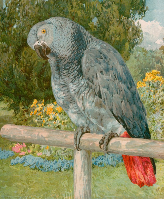 Smukke Polly af English School