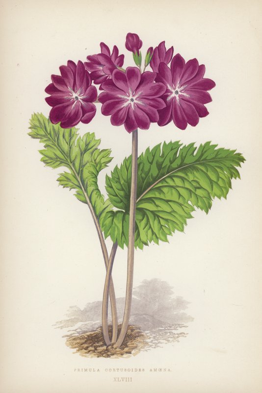 Primula Cortusoides Amoena (farve litho) af English School