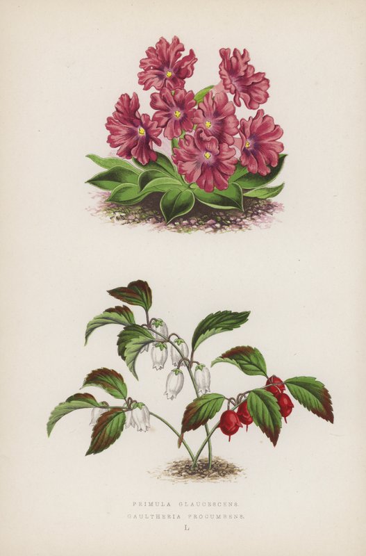 Primula Glaucescens; Gaultheria Procumbens (farve litho) af English School