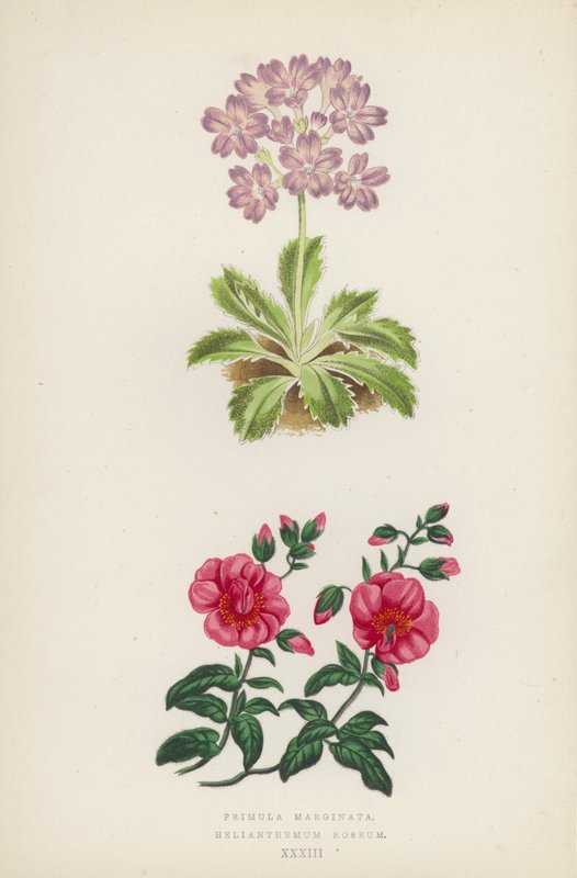 Primula Marginata; Helianthemum Roseum (farve litho) af English School