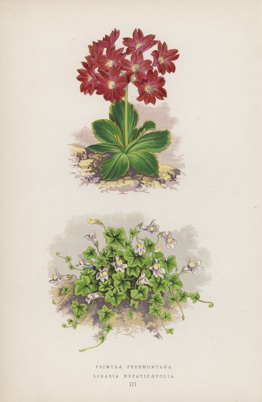 Primula Pedemontana; Linaria Hepaticaefolia (farvelitografi) af English School