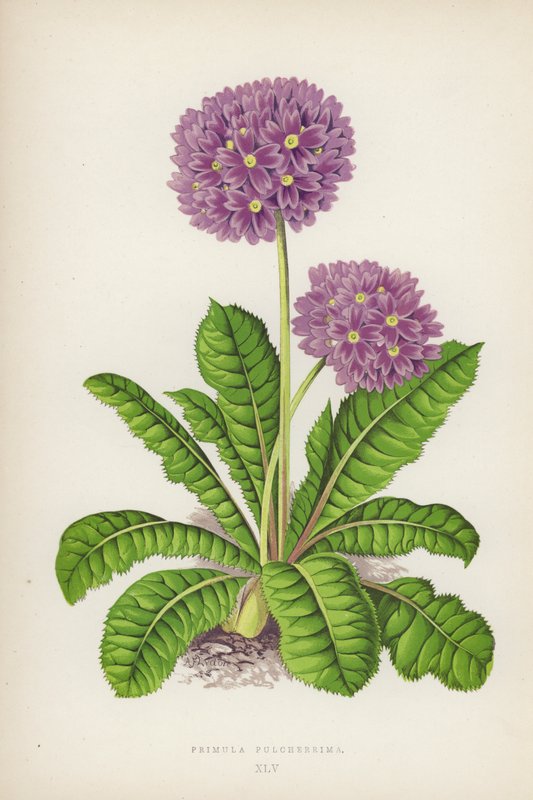 Den smukkeste primula (farve litho) af English School