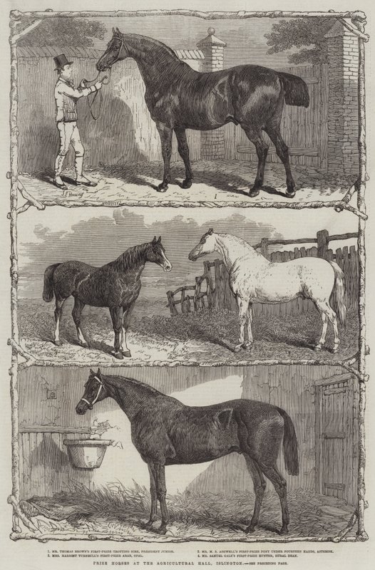 Præmieheste i Agricultural Hall, Islington (gravering) af English School