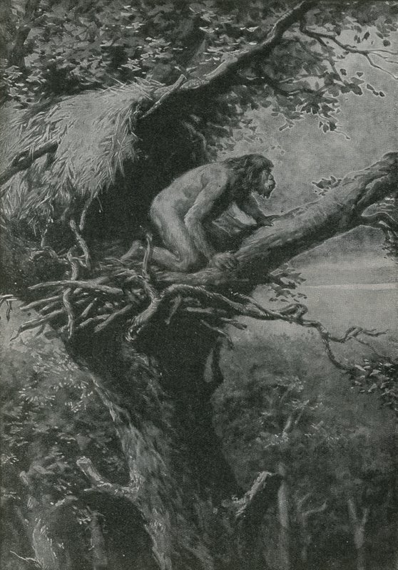 Sandsynligvis arboreal - afbilledet af R L S af English School