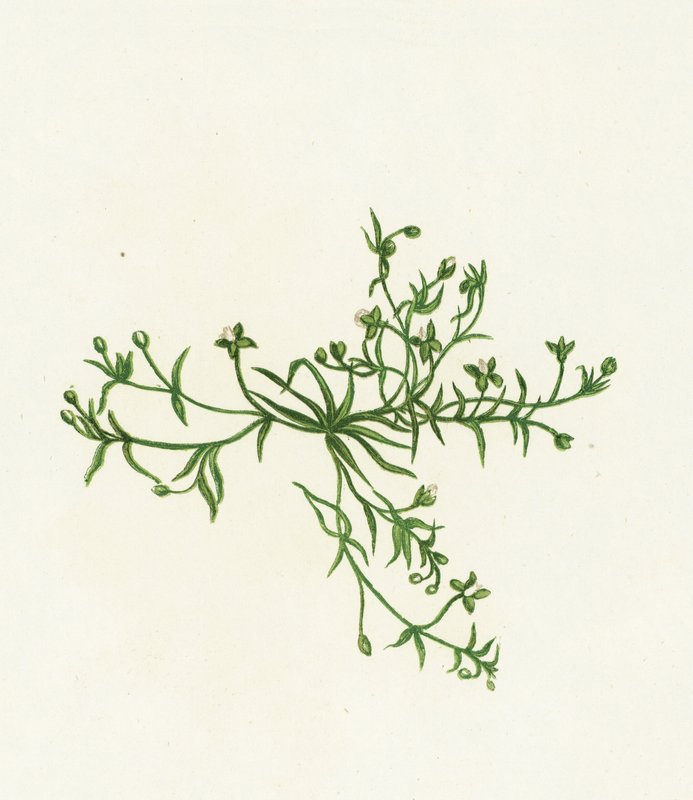 Perleurt, Sagina Procumbens af English School