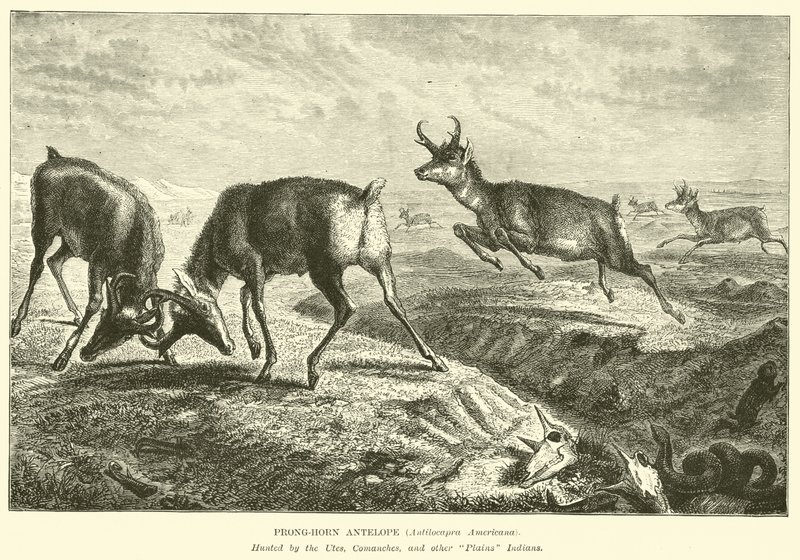 Prong-horn antilope, Antilocapra Americana af English School