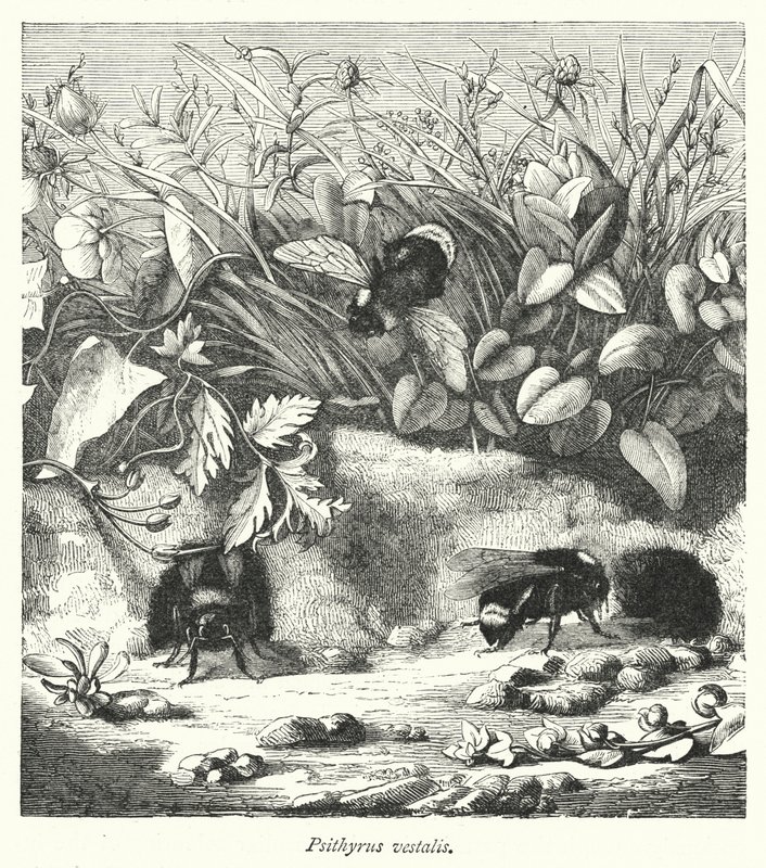 Psithyrus vestalis (gravering) af English School