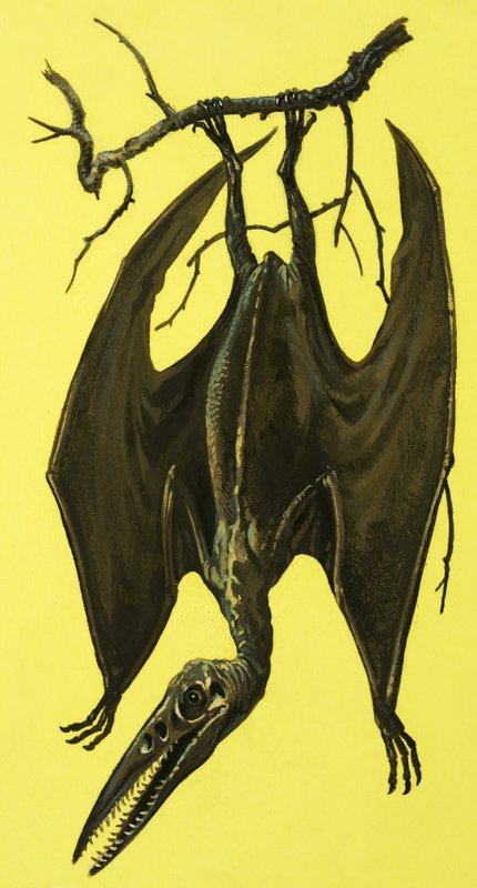 Pterodactylus af English School