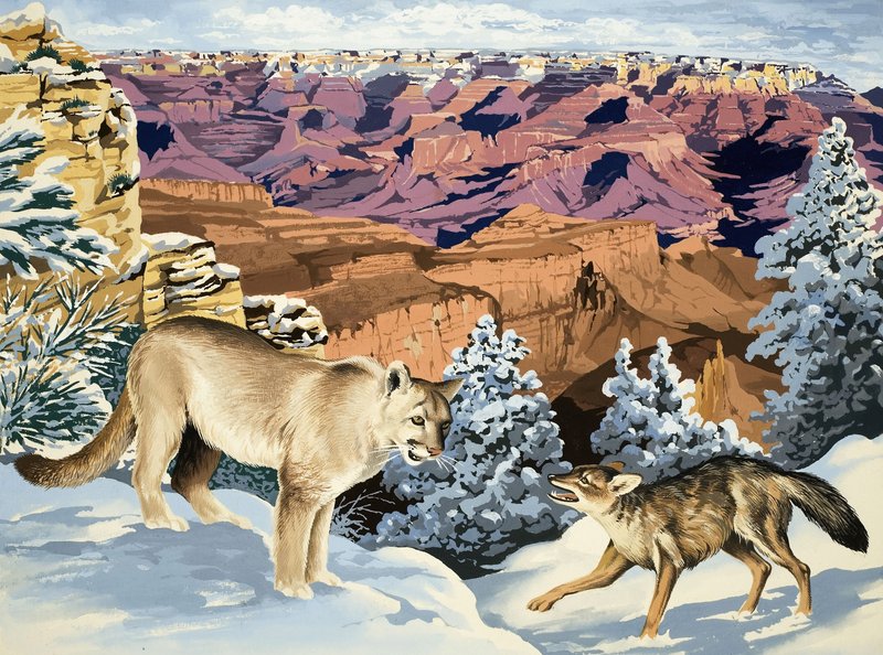 Puma og Coyote mødes i Grand Canyon National Park af English School