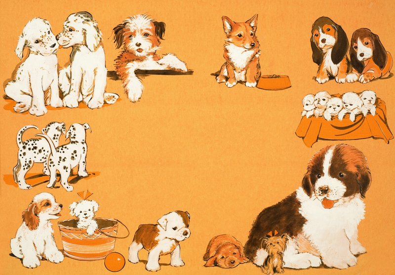 Hvalpe hunde af English School