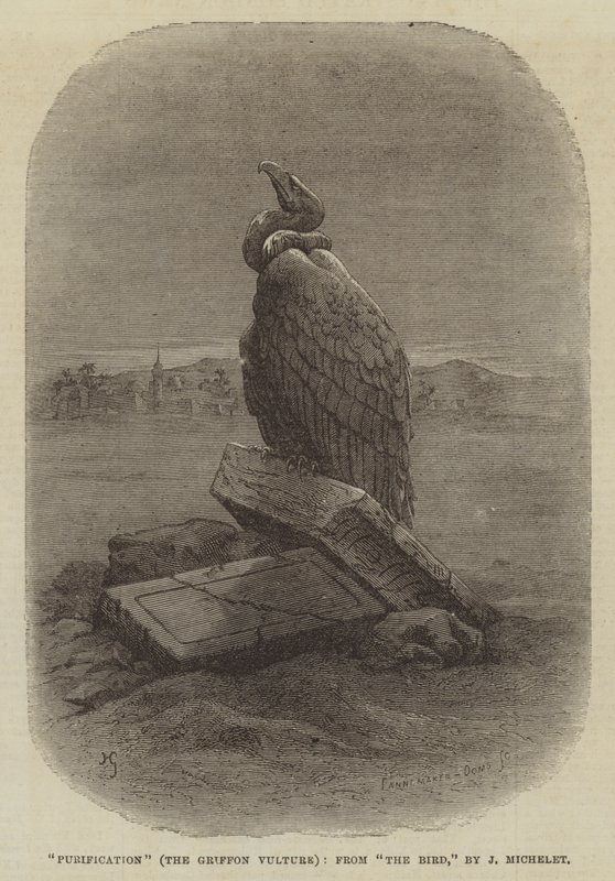 "Purification" (Griffon Vulture), fra "The Bird," af J Michelet (gravering) af English School