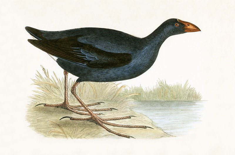 Purple Waterhen, illustration fra 