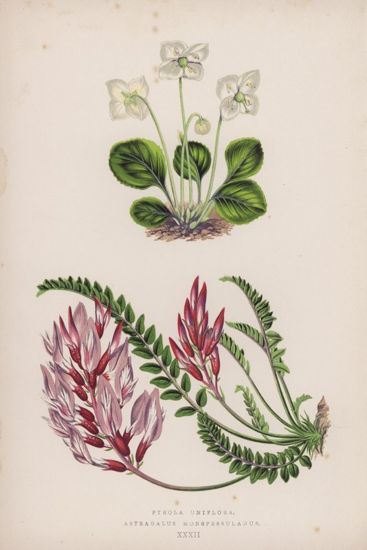 Pyrola Uniflora; Astragalus Monspessulanus (farve litho) af English School